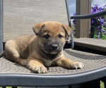 Small #3 Alaskan Husky-Border Collie Mix