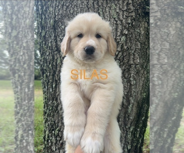 Medium Photo #1 Golden Pyrenees Puppy For Sale in NAPLES, FL, USA