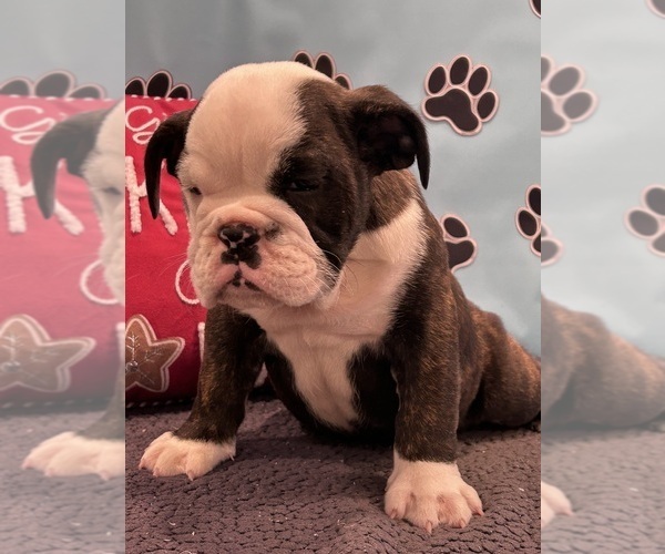 Medium Photo #9 Bulldog Puppy For Sale in BOWLING GREEN, KY, USA
