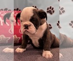 Small #8 Bulldog