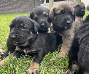 German Shepherd Dog-Mastador Mix Dogs for adoption in COUNCIL BLUFFS, IA, USA