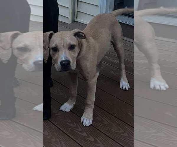 Medium Photo #6 American Pit Bull Terrier-Unknown Mix Puppy For Sale in Shillington, PA, USA