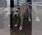 Small #5 American Pit Bull Terrier Mix