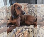 Small #3 Redbone Coonhound