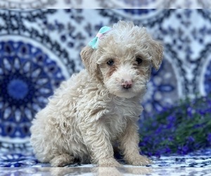 Goldendoodle (Miniature) Puppy for sale in LANCASTER, PA, USA