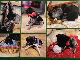 German Shorthaired Pointer Puppy for sale in BRADFORD, PA, USA