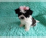 Small Photo #4 Zuchon Puppy For Sale in LAUREL, MS, USA