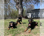 Small #5 Doberman Pinscher