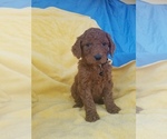 Small Photo #6 Poodle (Standard) Puppy For Sale in LOWELL, AR, USA