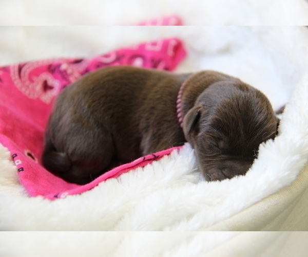 Medium Photo #9 Labrador Retriever Puppy For Sale in HYDE PARK, VT, USA