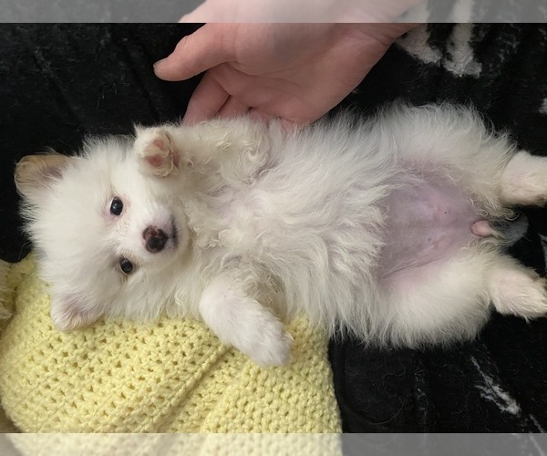 Medium Photo #3 Pomeranian Puppy For Sale in CORONA, CA, USA