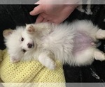 Small Photo #3 Pomeranian Puppy For Sale in CORONA, CA, USA