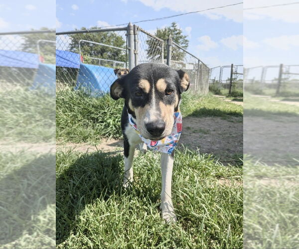 Medium Photo #1 Mutt Puppy For Sale in Boston, MA, USA