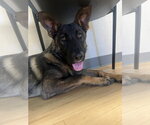Small German Shepherd Dog Mix