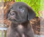 Small #3 Labrador Retriever Mix