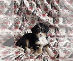 Puppy Junior Bernedoodle (Miniature)
