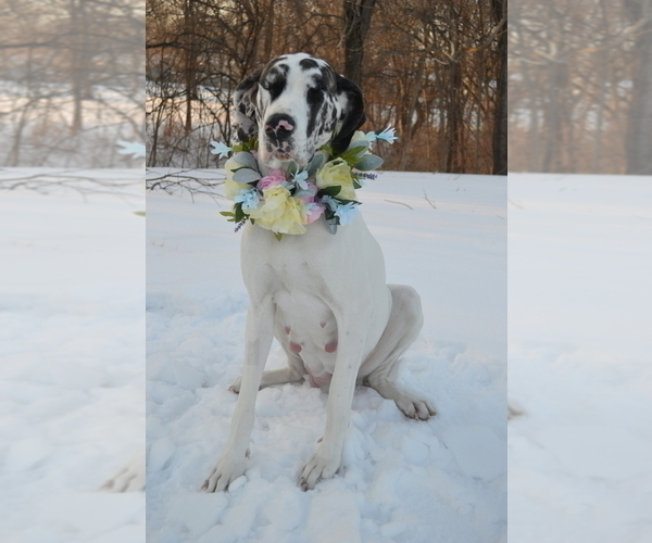 Medium Photo #1 Great Dane Puppy For Sale in LIBERTY, MO, USA