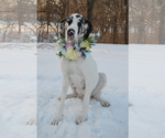 Small Photo #1 Great Dane Puppy For Sale in LIBERTY, MO, USA