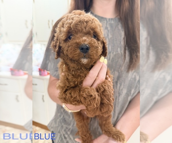 Medium Photo #4 Goldendoodle (Miniature) Puppy For Sale in HAMILTON, AL, USA