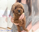 Small #3 Goldendoodle (Miniature)