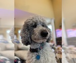 Small Photo #1 Poodle (Standard) Puppy For Sale in THOMASVILLE, GA, USA
