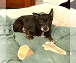 Small #3 Chihuahua
