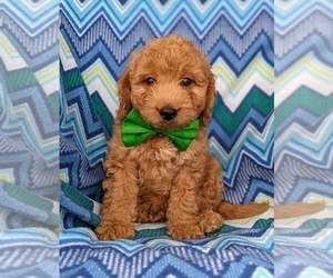 Goldendoodle-Poodle (Miniature) Mix Puppy for sale in KIRKWOOD, PA, USA