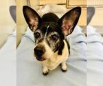 Small #2 Chihuahua Mix