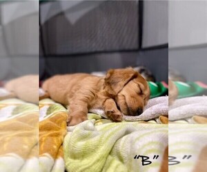 Dachshund Puppy for sale in BRUNSWICK, GA, USA