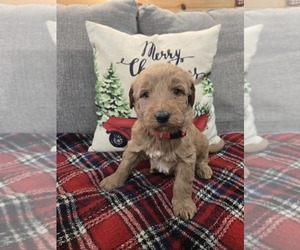 Labradoodle Puppy for sale in WILLIAMSTOWN, KY, USA