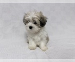 Small Photo #1 Mal-Shi Puppy For Sale in NAPLES, FL, USA