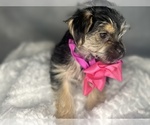 Small #17 Morkie