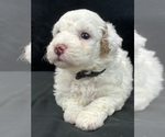 Small Photo #7 Cavapoo Puppy For Sale in BULLARD, TX, USA