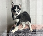 Small Photo #4 Pomsky Puppy For Sale in GREENWOOD, IN, USA