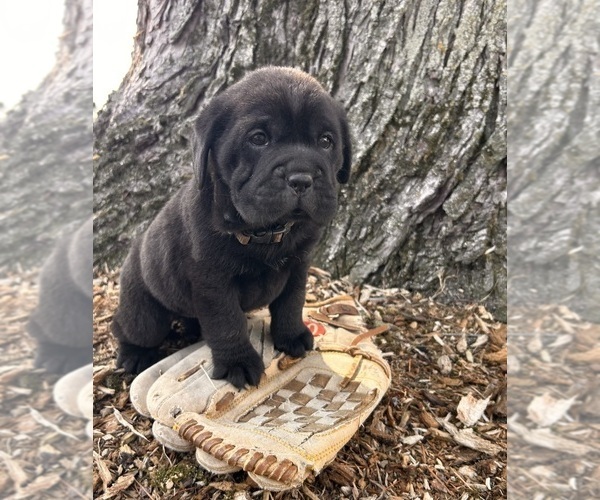 Medium Photo #1 Cocker-Pei Puppy For Sale in MIDDLEBURY, IN, USA