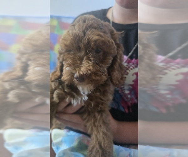 Medium Photo #6 Cock-A-Poo Puppy For Sale in FOLSOM, CA, USA