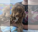 Small #5 Cock-A-Poo