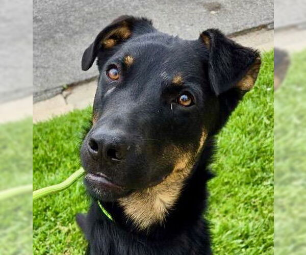 Medium Photo #5 Rottweiler-Unknown Mix Puppy For Sale in Newport Beach, CA, USA