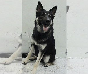 German Shepherd Dog Dogs for adoption in Kankakee, IL, USA