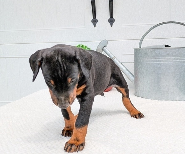 Medium Photo #23 Doberman Pinscher Puppy For Sale in GOSHEN, IN, USA