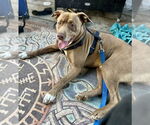 Small #2 American Pit Bull Terrier Mix