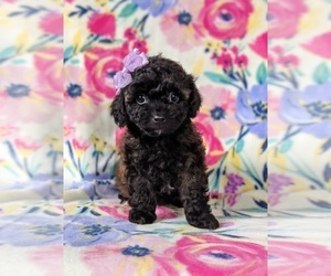 Poovanese Puppy for sale in LEOLA, PA, USA