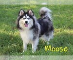 Small Photo #1 Pomsky Puppy For Sale in DENVER, PA, USA