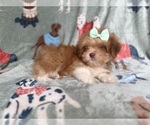 Small #7 Lhasa Apso