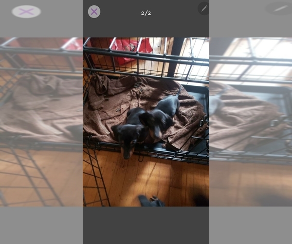 Medium Photo #1 Dachshund Puppy For Sale in INDIANAPOLIS, IN, USA