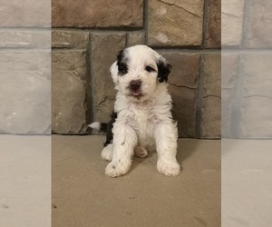 Portuguese Water Dog Puppy for Sale in SWARTZ CREEK, Michigan USA