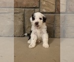 Image preview for Ad Listing. Nickname: Spot