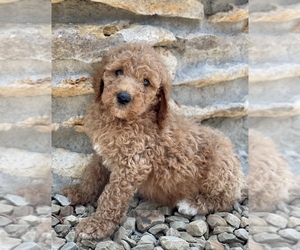 Poodle (Standard) Puppy for sale in CLAREMORE, OK, USA