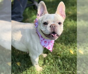 French Bulldog-Unknown Mix Dogs for adoption in Warrenton, VA, USA