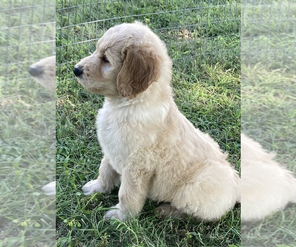Medium Photo #2 Goldendoodle Puppy For Sale in IONIA, KS, USA